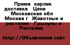 Прима. карлик. доставка › Цена ­ 1 000 - Московская обл., Москва г. Животные и растения » Грызуны и Рептилии   